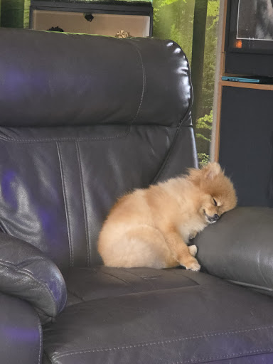 Hond op de reviewfoto van Angelique Buwalda