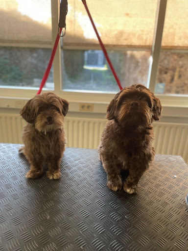 Hond op de reviewfoto van Martin van leeuwen
