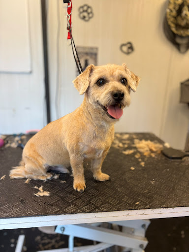 Hond op de reviewfoto van Greet de Ron