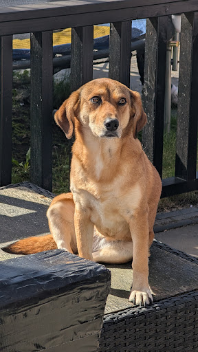Hond op de reviewfoto van Denise de Groot
