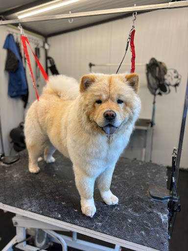 Hond op de reviewfoto van Tara Verhoef