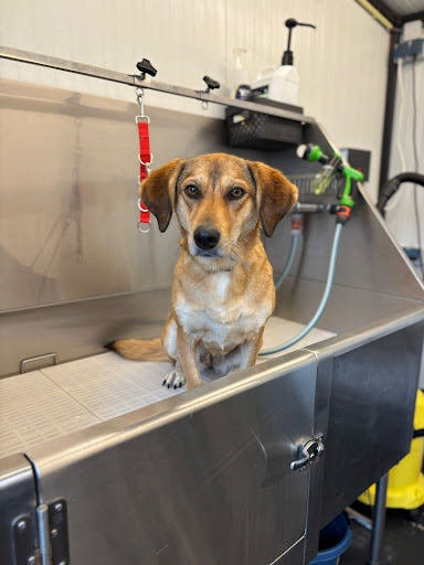Hond op de reviewfoto van Denise de Groot