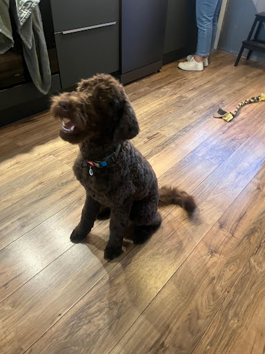 Hond op de reviewfoto van Nenetzin Rodriguez