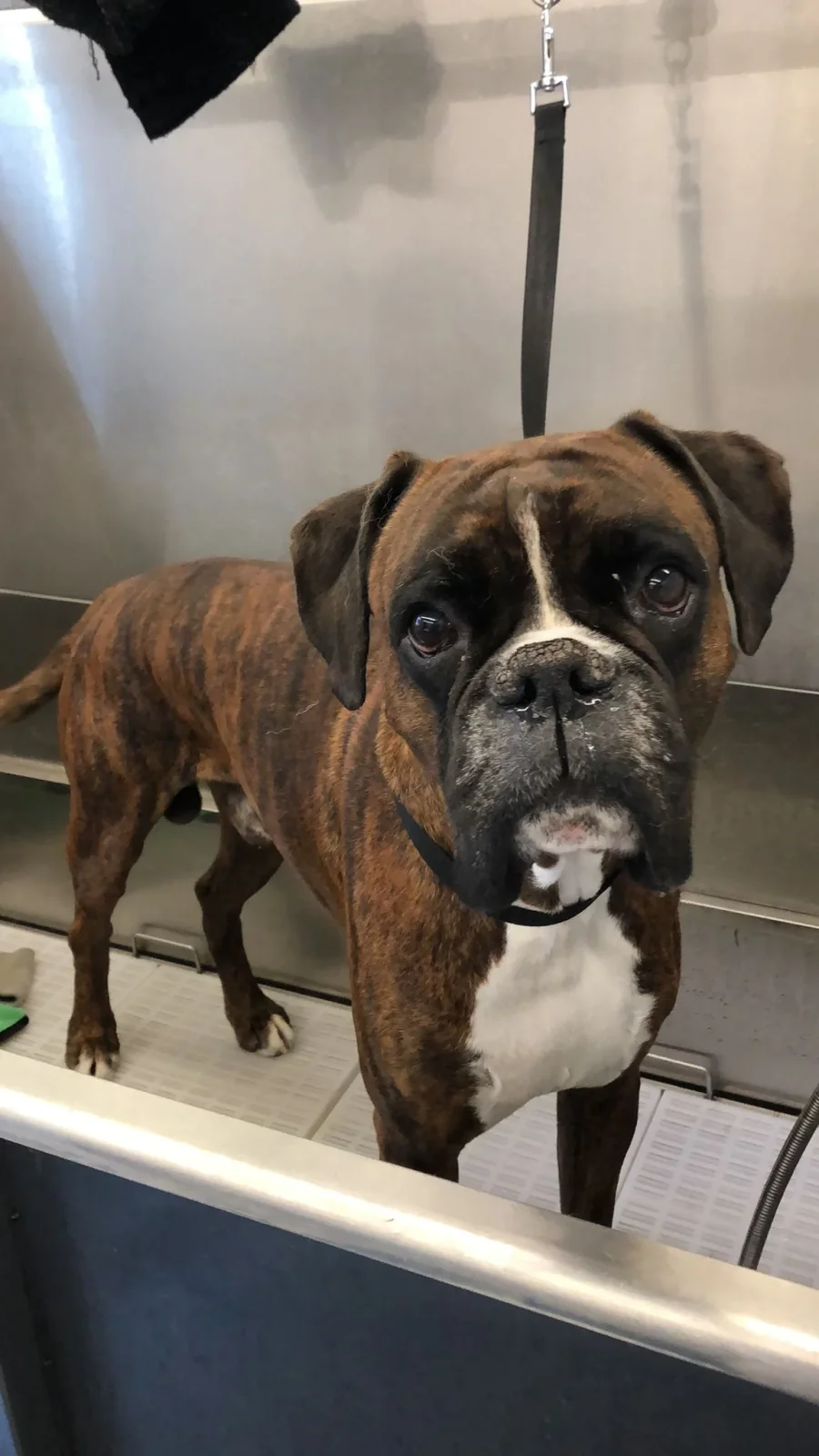 Sammy, de boxer van Femke en Niko, in de salon.