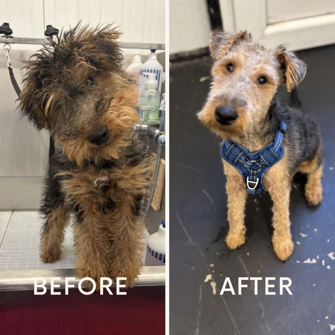 Voor en na: een ruwharige hond met een nette snuit en verzorgde vacht.